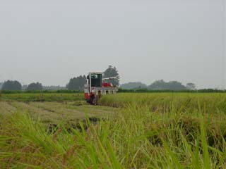 コンバインで米を収穫する写真