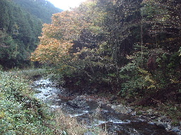 荒井川の清流の写真