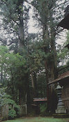 加蘇山神社のスギB株 加蘇山神社のスギB株