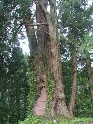 日光神社社木豊年杉