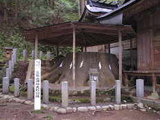 賀蘇山神社大杉切株