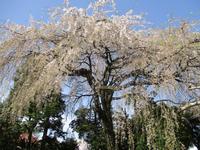 枝垂れ桜の写真