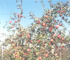 渡辺りんご園のりんごの木の写真