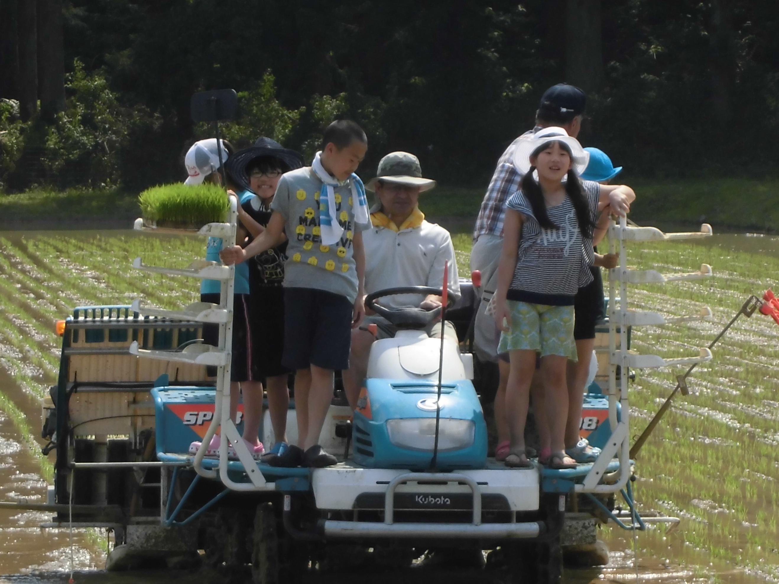 田植え 田植え