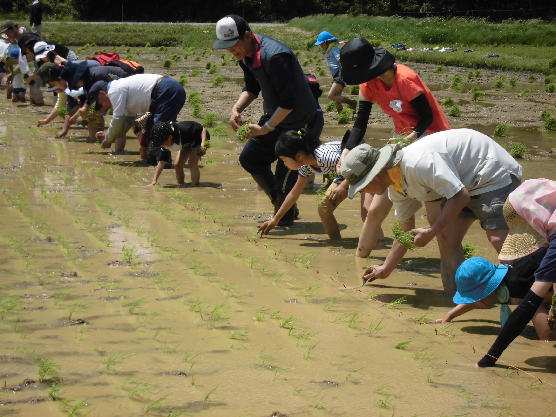田植え 田植え
