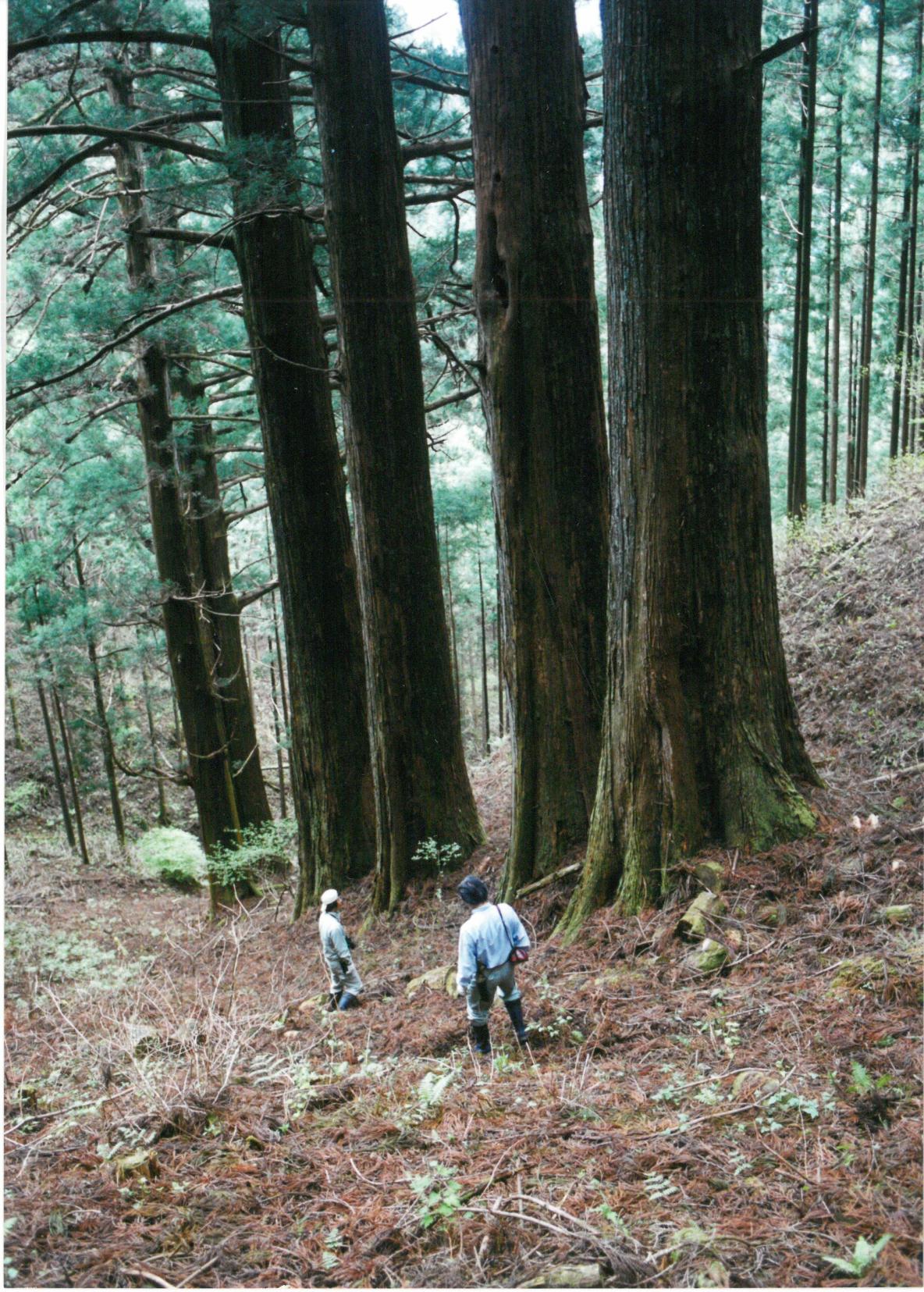 小川山の六本杉
