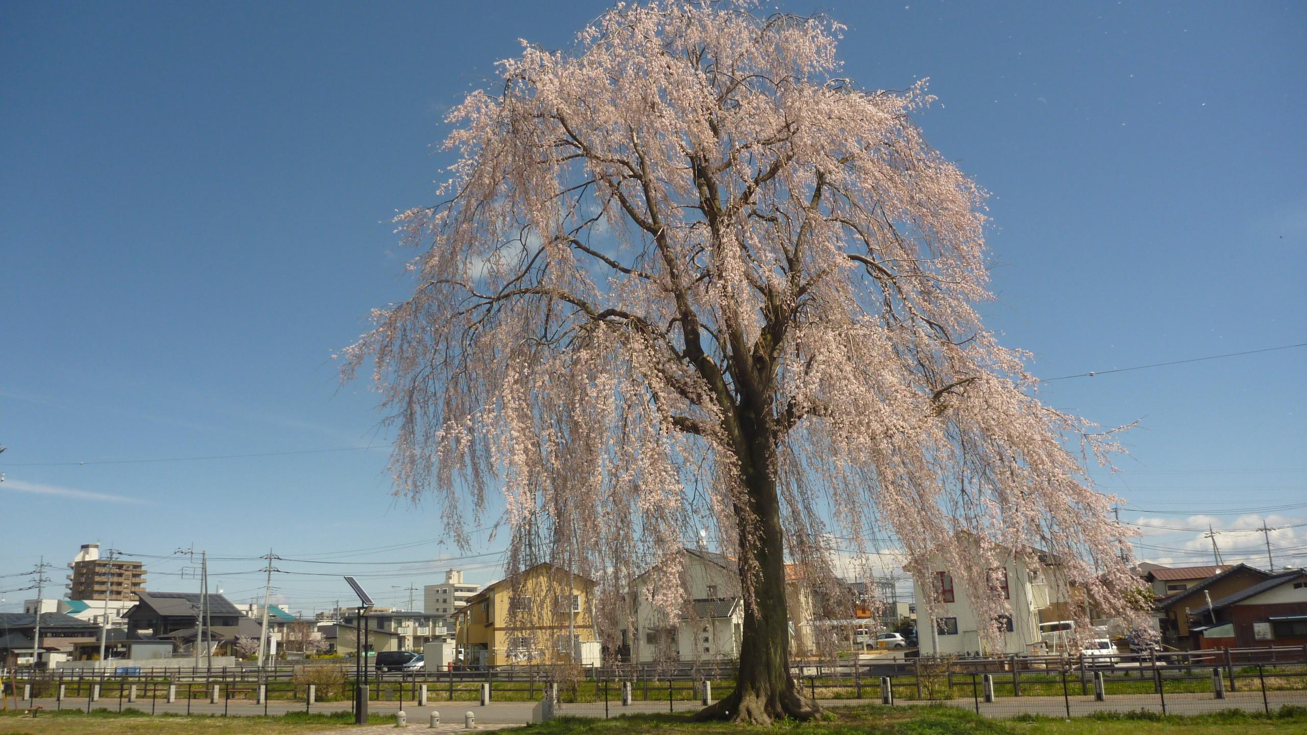 枝垂れ桜