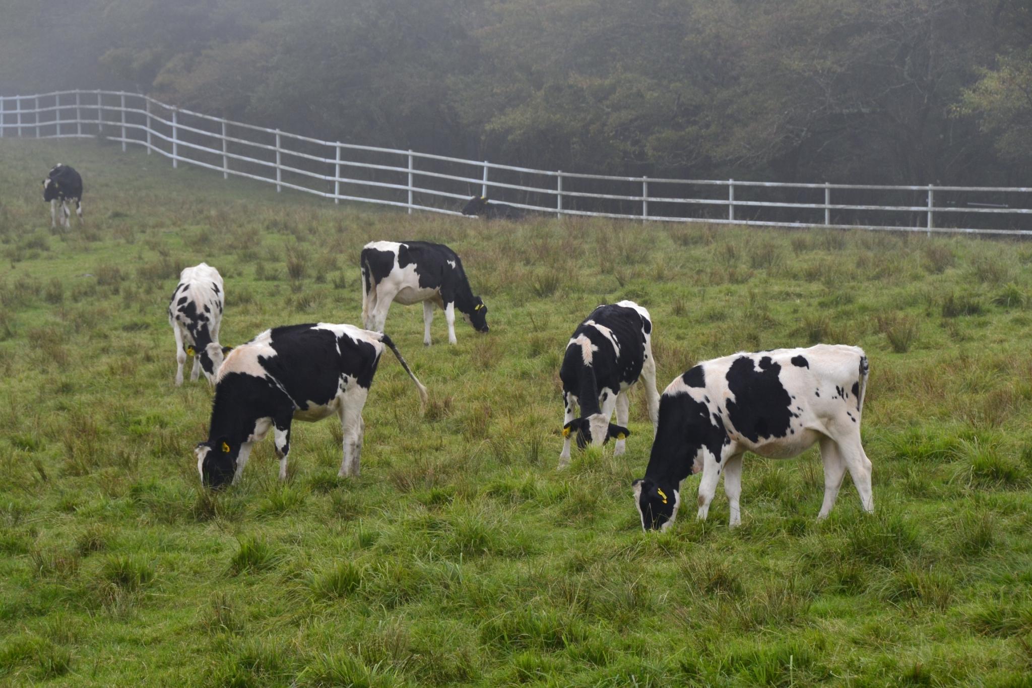 前日光牧場で草を食べる牛たち