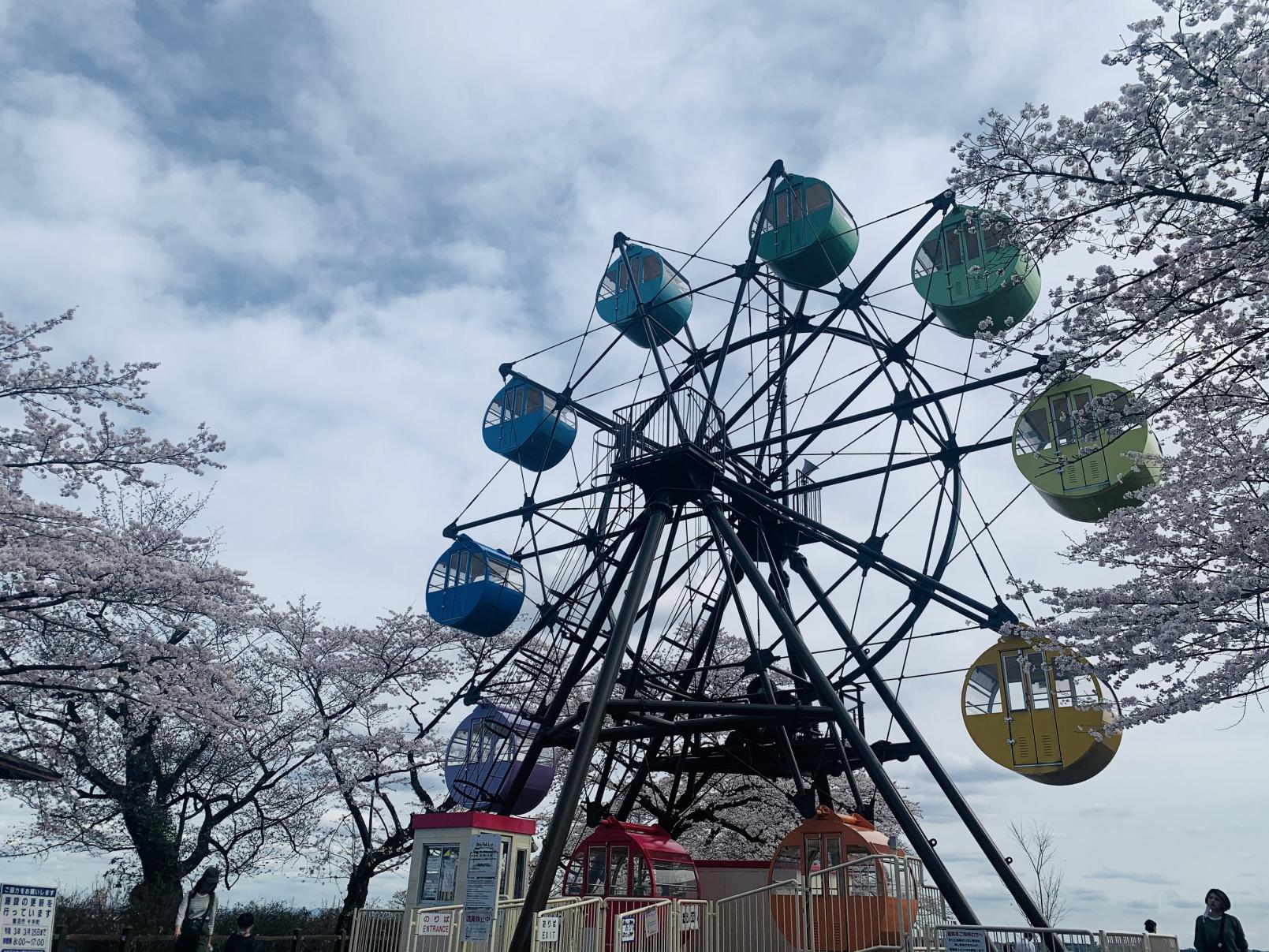 観覧車と桜