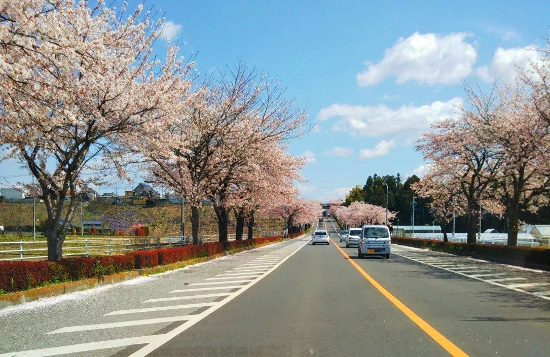 桜 桜