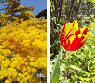ミモザとお花 ミモザとお花