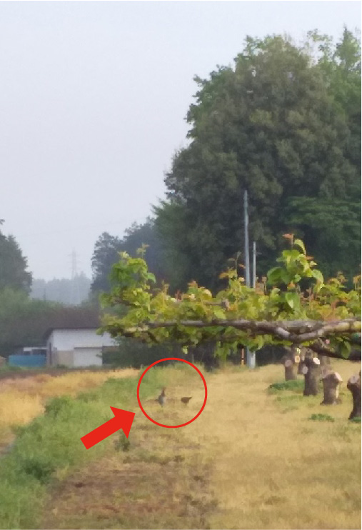 キジ3 キジ3