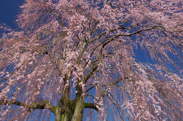 段の浦公園の枝垂れ桜