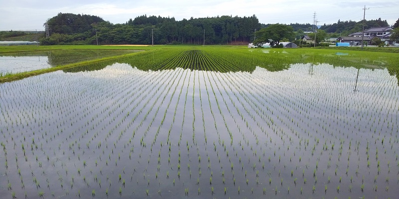 田んぼ