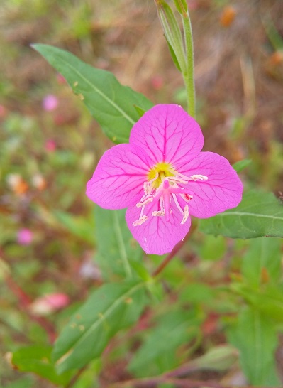 ユウゲショウの花