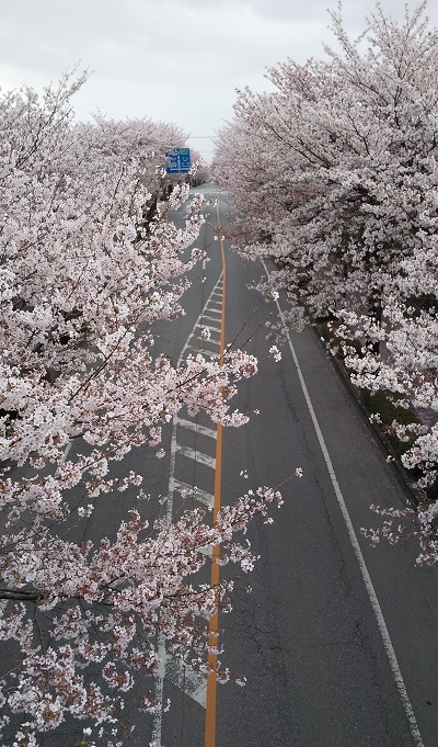 桜