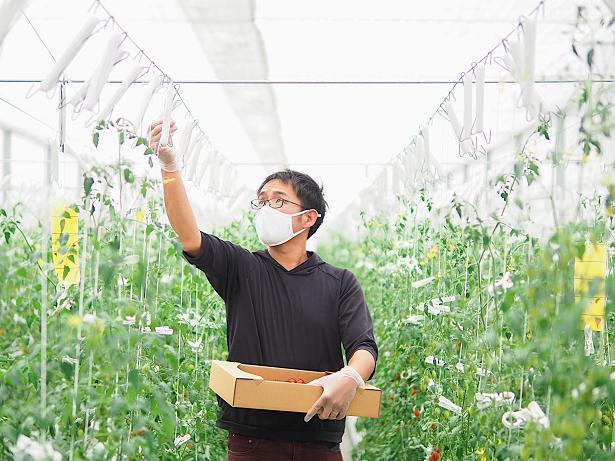 トマト栽培をする人 トマト栽培をする人