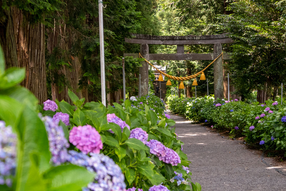 紫陽花が咲く磯山神社 紫陽花が咲く磯山神社