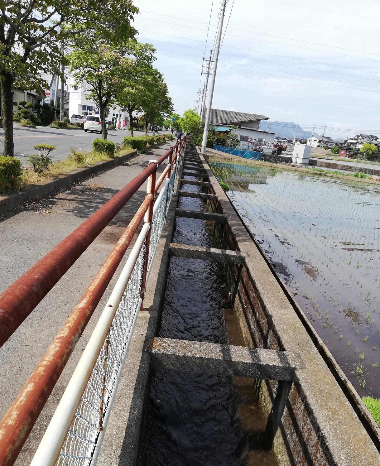 はなみずき通りに沿って南下 はなみずき通りに沿って南下