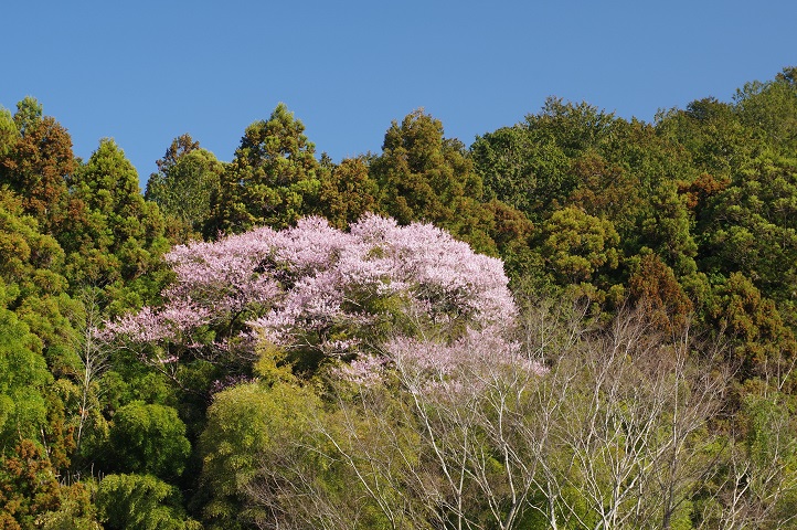 叶桑沢のとなりの桜