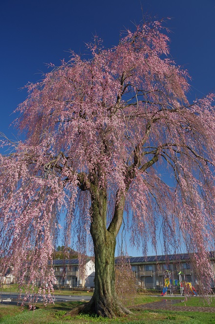 段の浦公園の桜