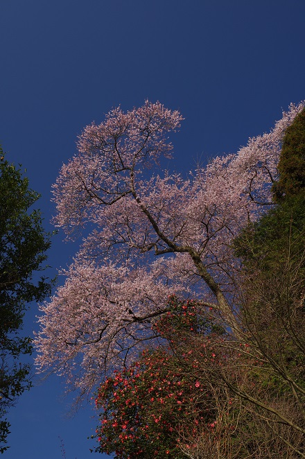 妙見寺の桜