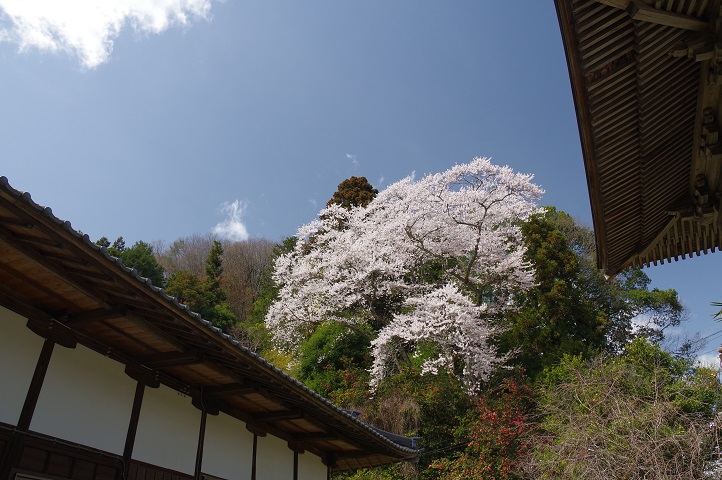 妙見寺の桜