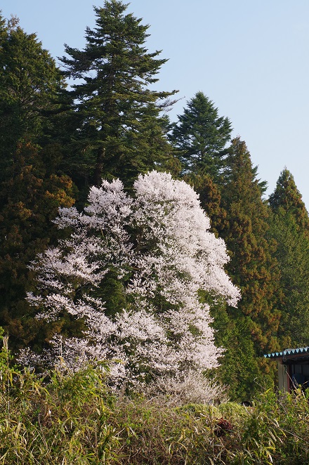 栗沢峠手前の桜