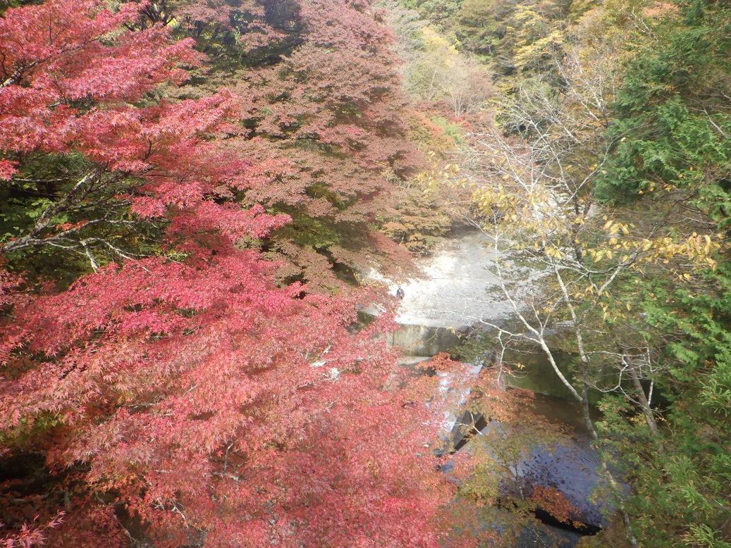 大芦渓谷の紅葉