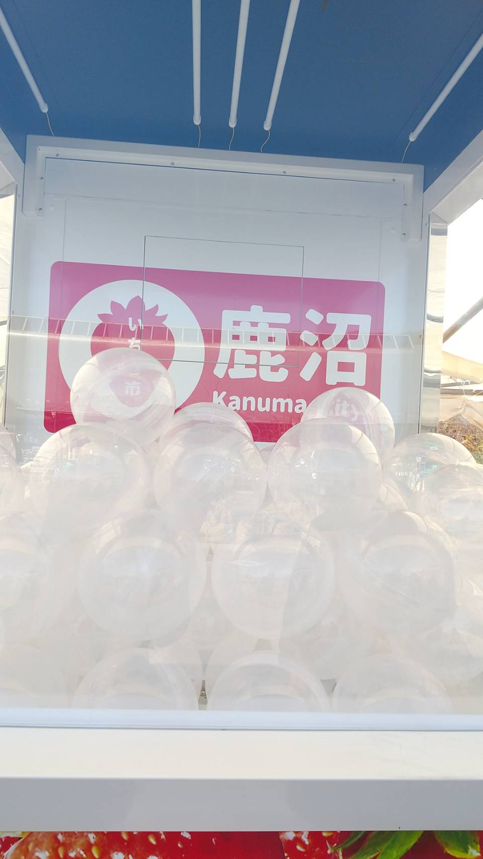 ガチャの玉もでっかい ガチャの玉もでっかい