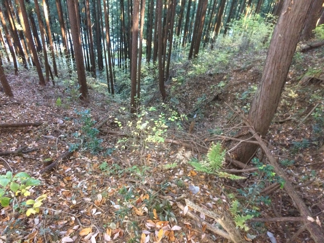 写真-3山を下る大竪堀 写真-3山を下る大竪堀