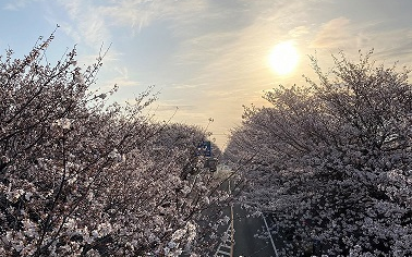 【春のさくら特集】今年の鹿沼さつき大通り