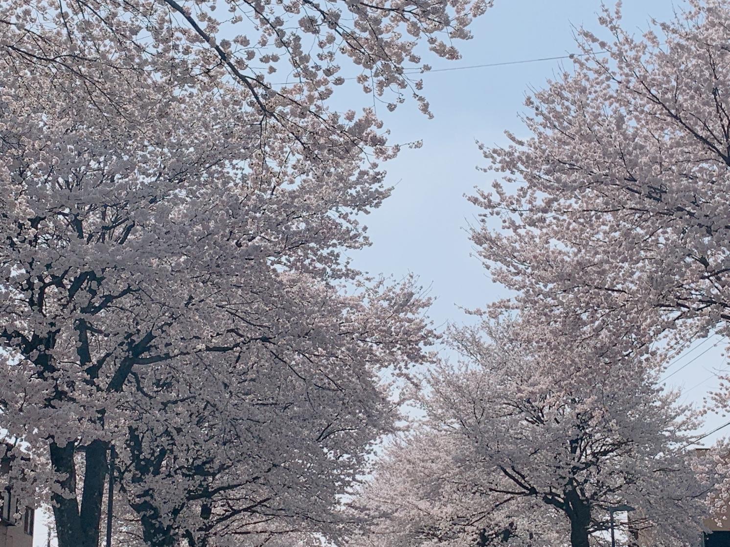 写真(4)さつき大通りの桜並木