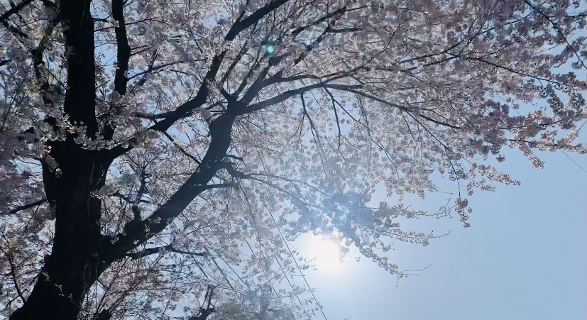 写真(5)さつき大通りの桜