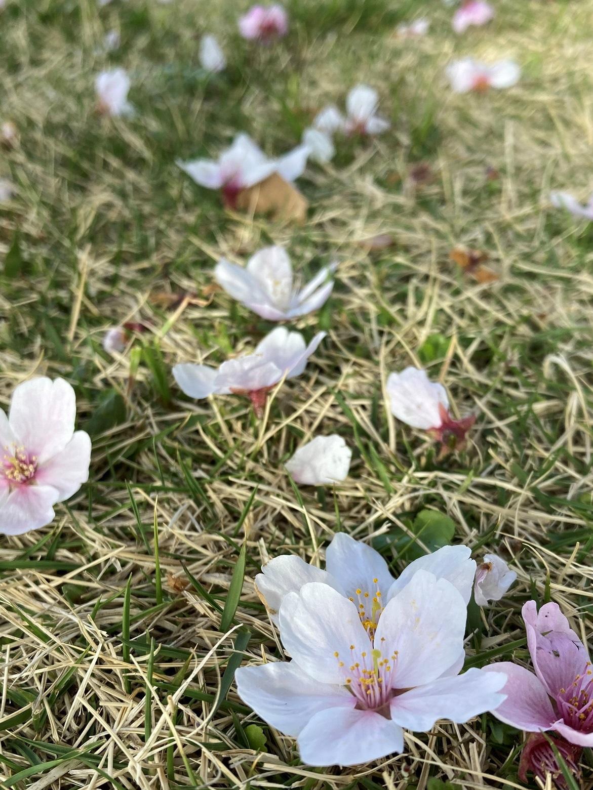 里山の春（2）落花桜  画素数低
