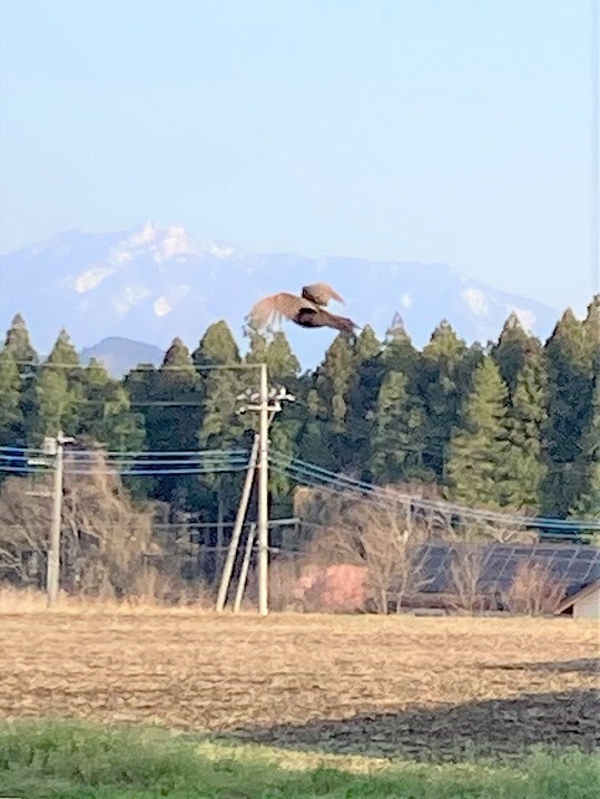 里山の春（13）キジ飛翔1つ目  画素数低