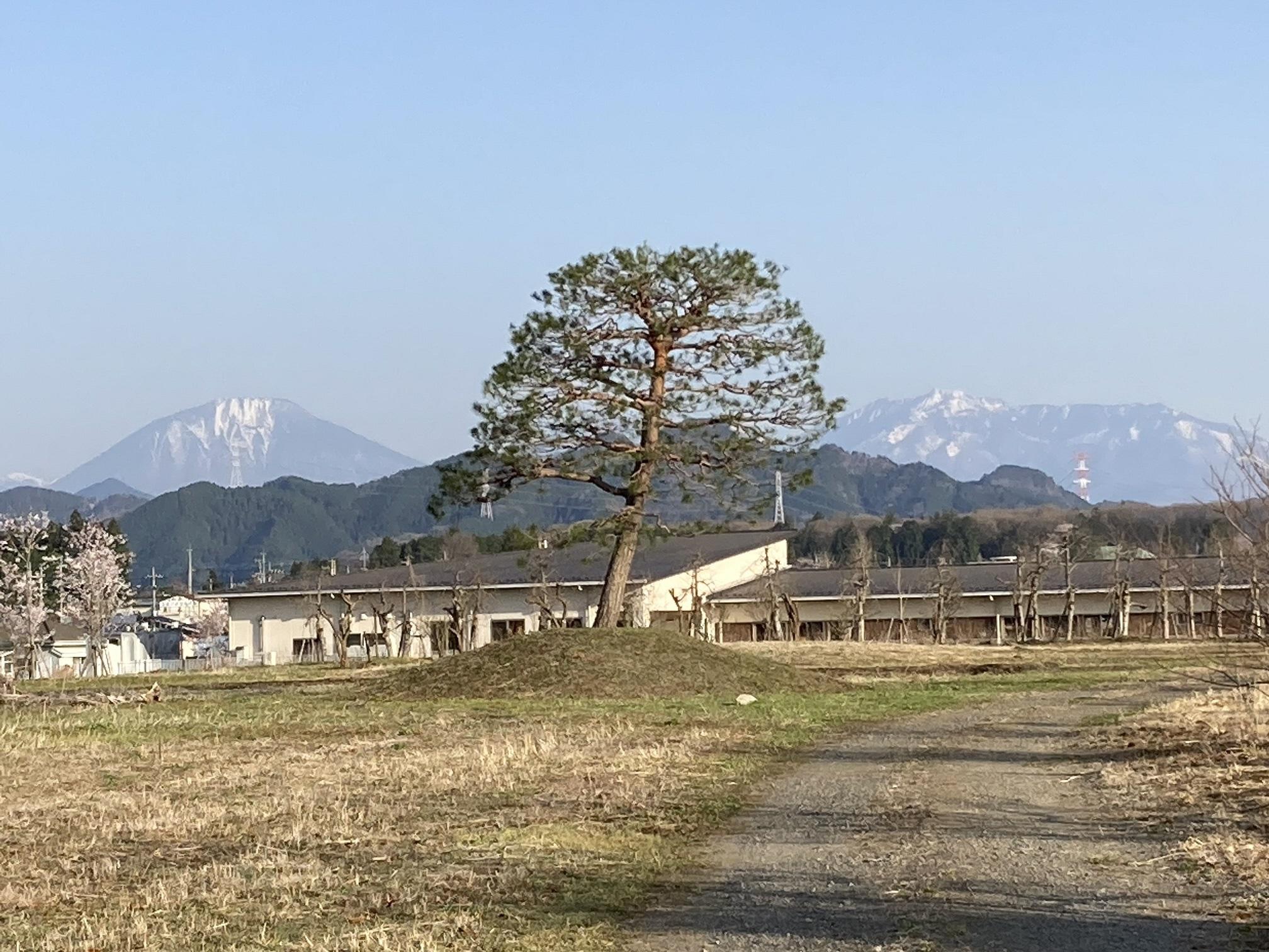 里山の春（15）松と男体山  画素数低