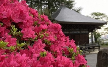 「里山の春散歩」NO.２―つつじの花咲く、「お千手山」へ―