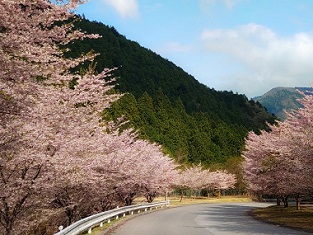 鹿沼の桜、開花答え合わせ