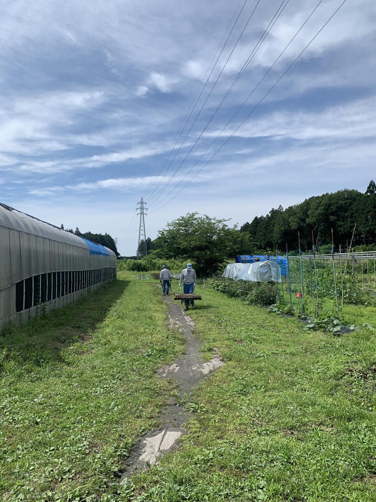 4ビニールハウスと森へ運ぶ 4ビニールハウスと森へ運ぶ