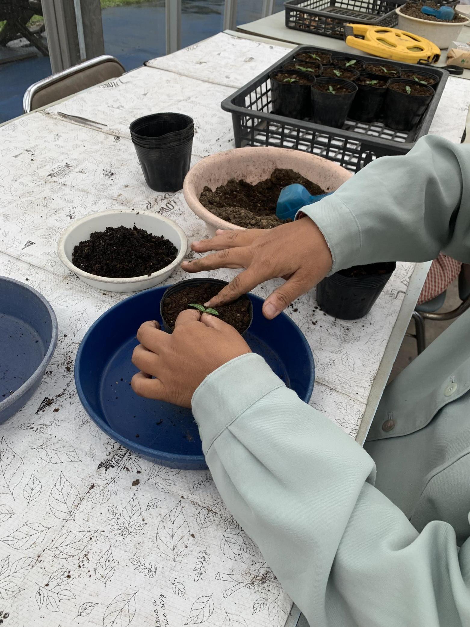 8利用者さん苗植え直し