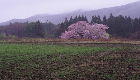 2023 鹿沼の桜