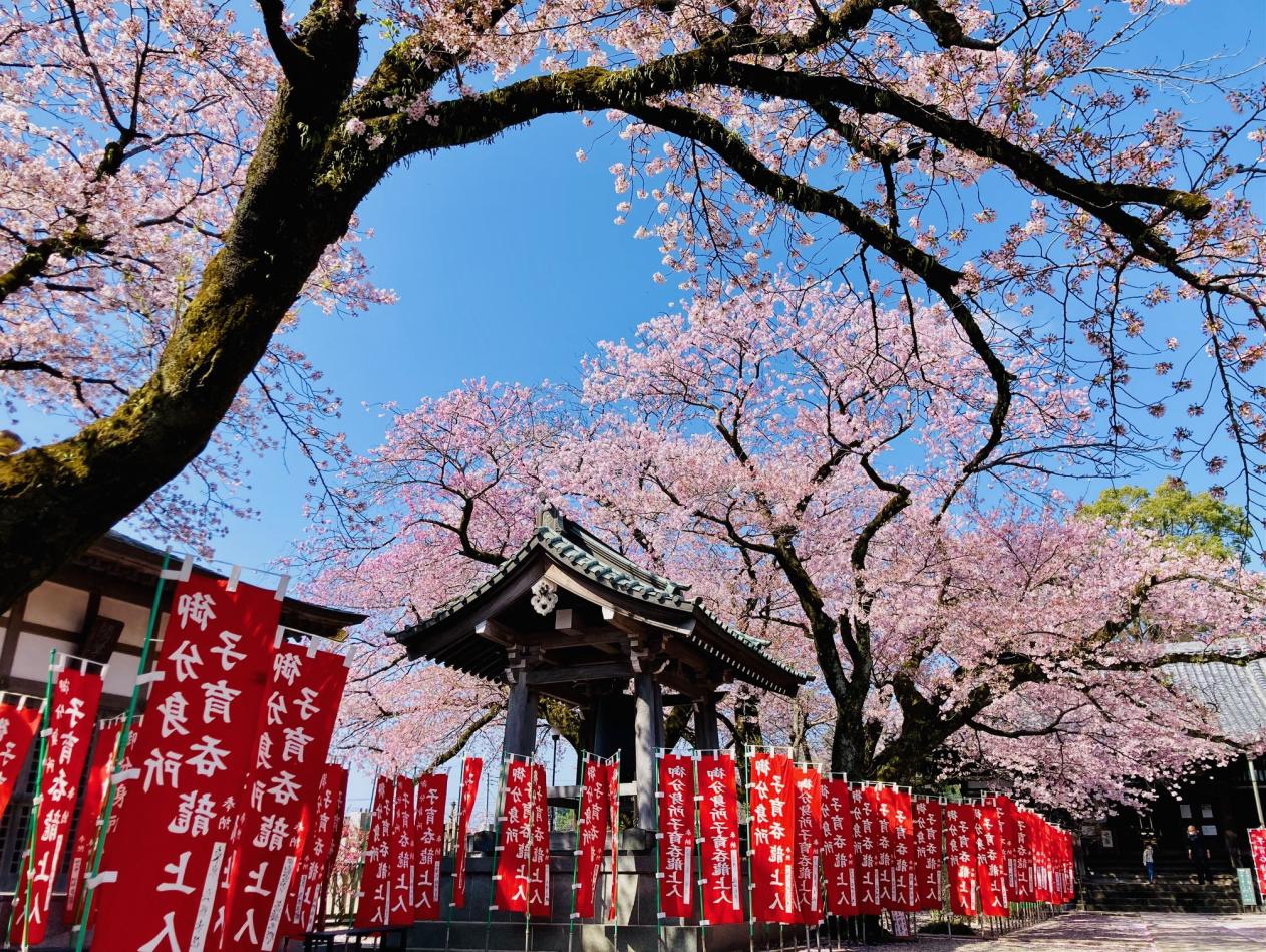 桜の名所雲龍寺