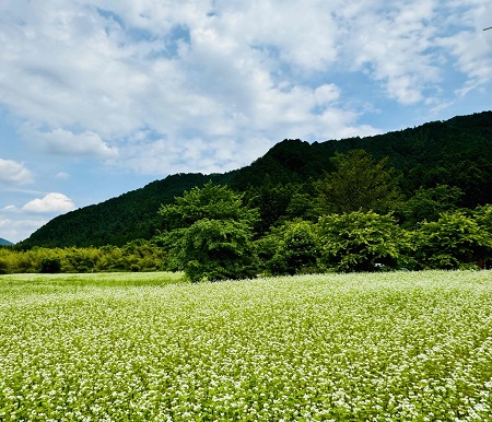 走りだせばそれはツーリング！～花言葉は「あなたを救う」「幸福」～