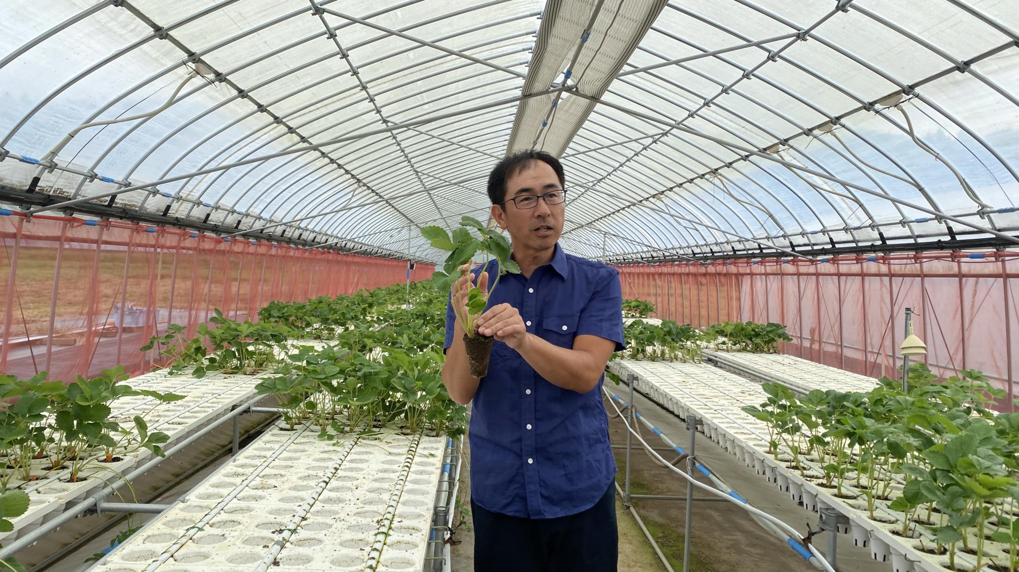 先輩移住者河原さんがいちごの苗を持ち、作業方法を説明する様子