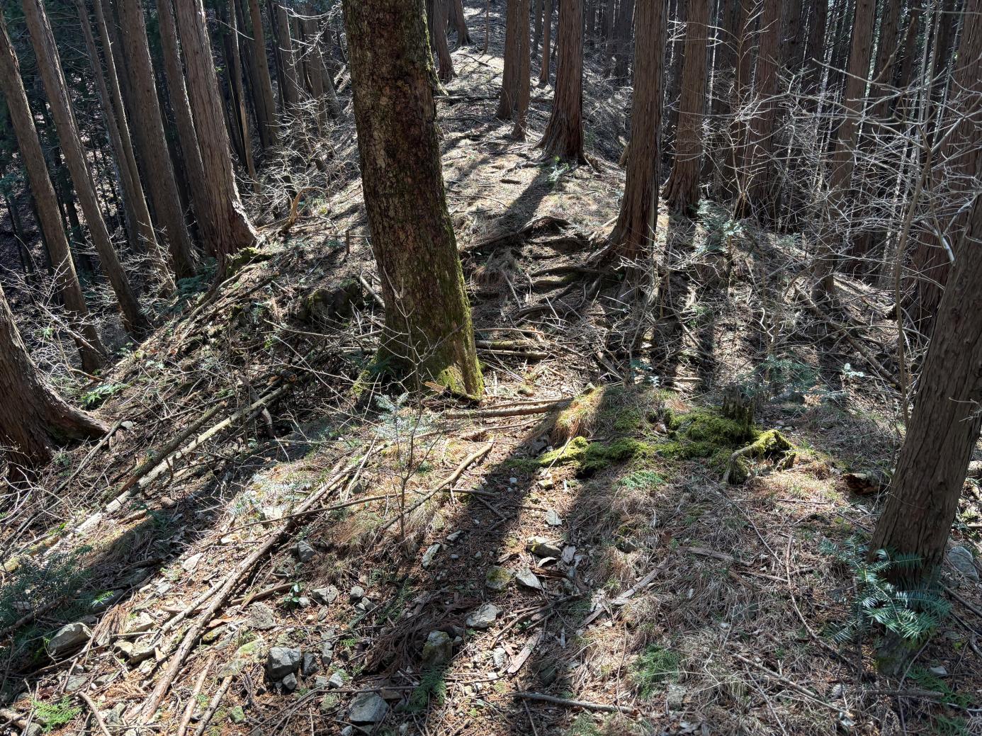 写真4尾根C南の堀切