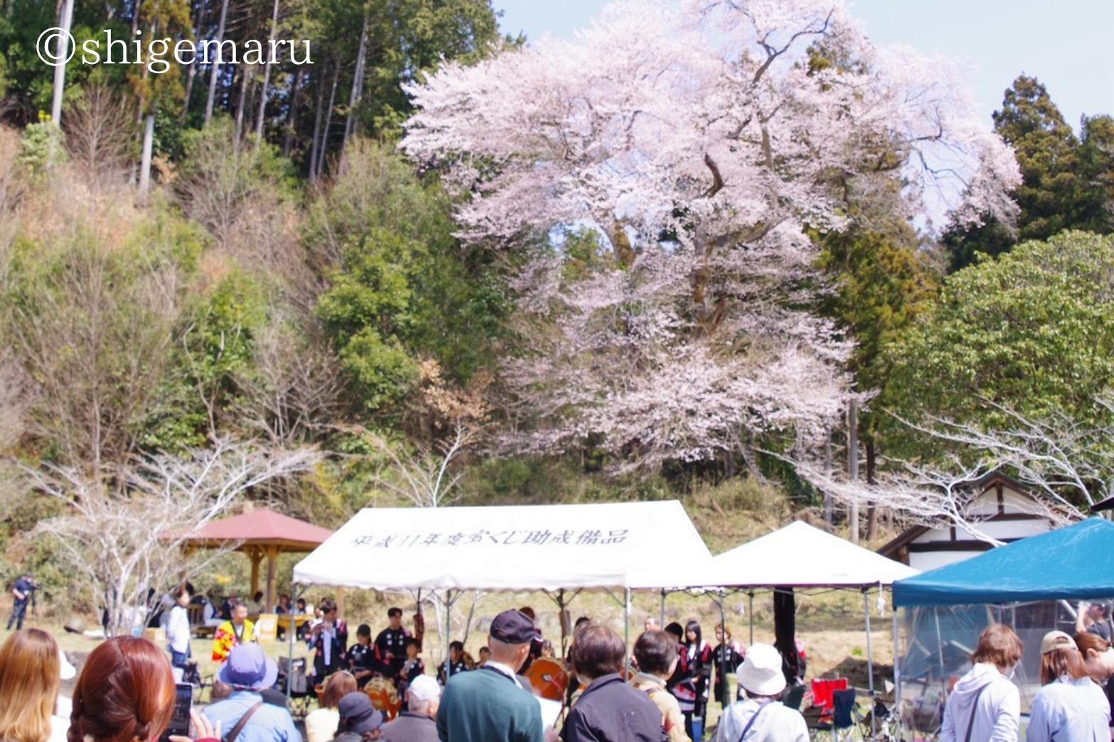 20260410_chiiki_witn_sakura.png 20260410_chiiki_witn_sakura.png