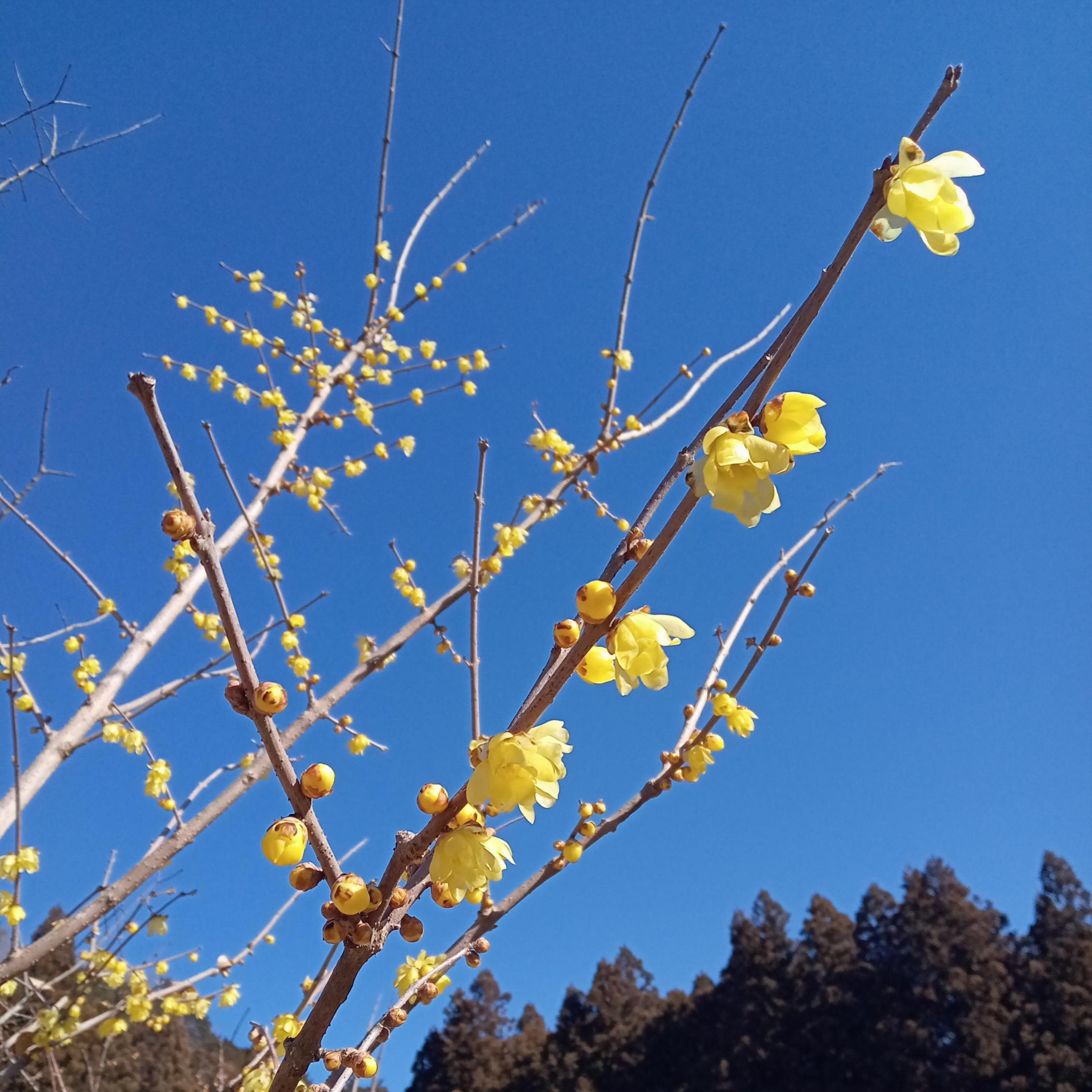 永野蝋梅の里