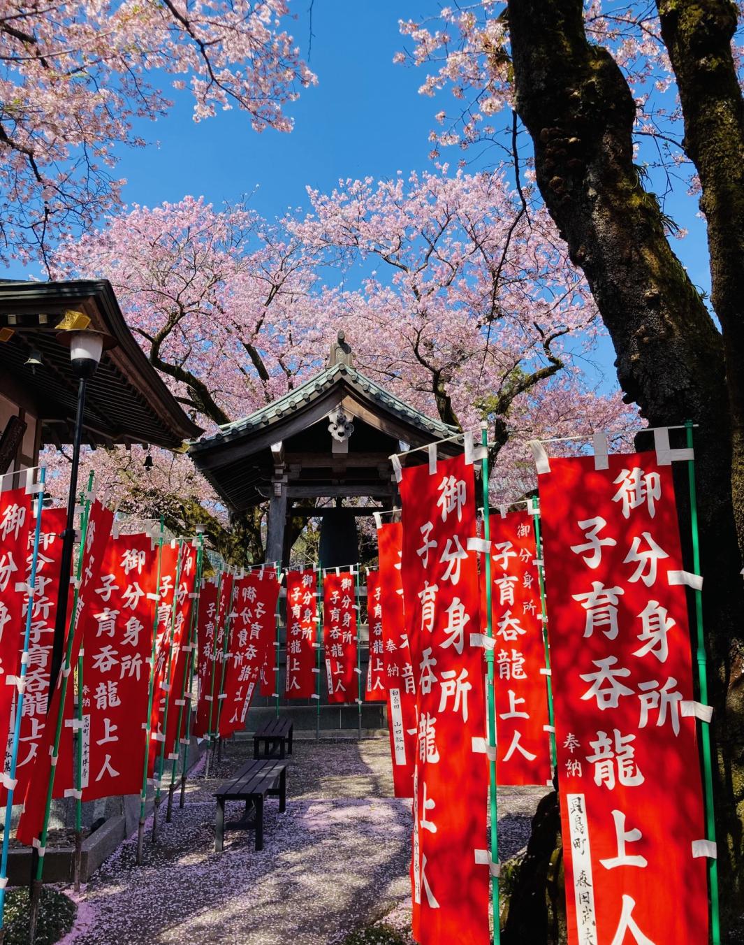 桜花爛漫