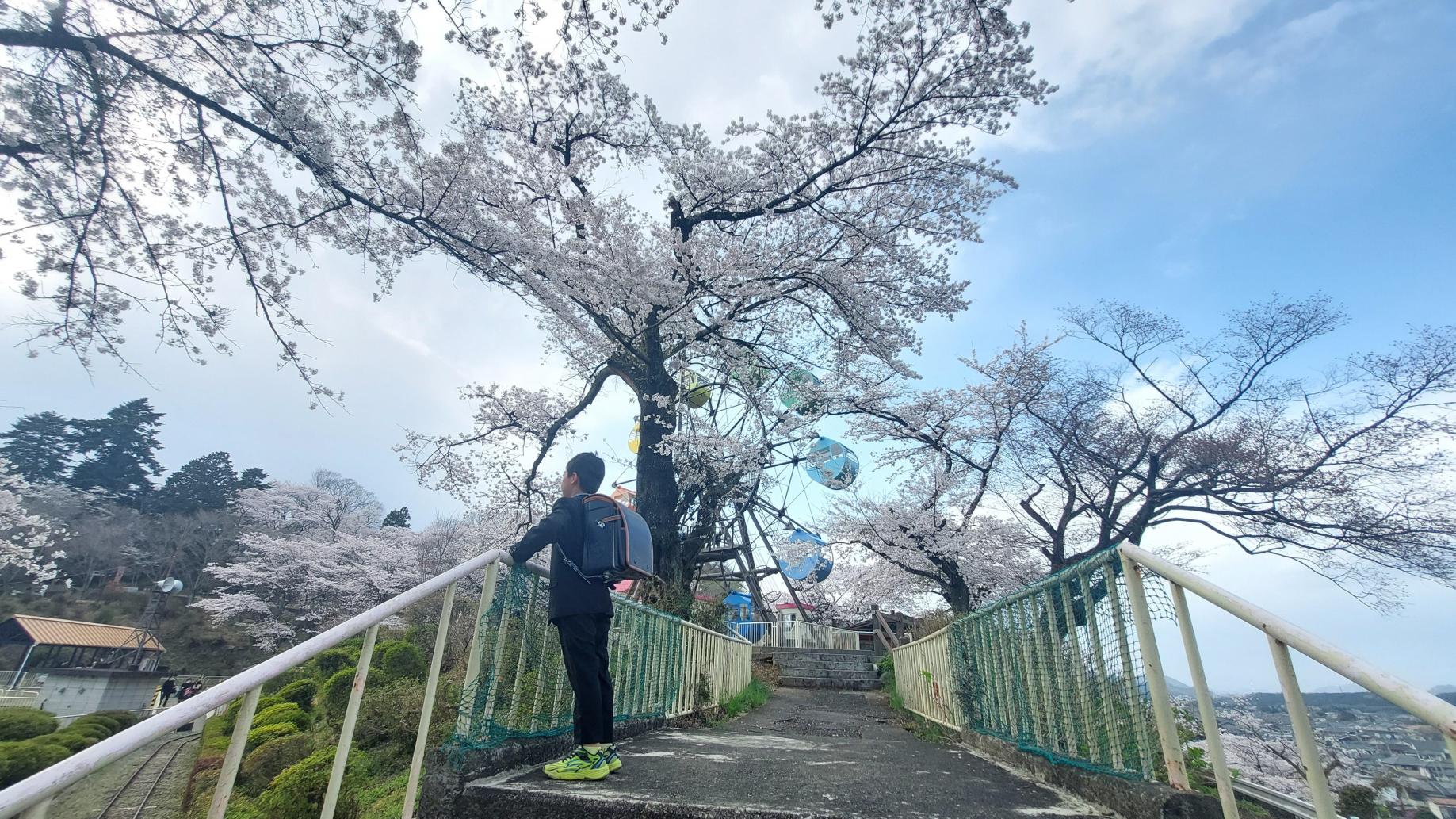 ピカピカのランドセルと桜と僕